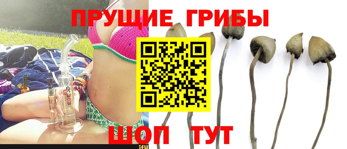 Псилоцибиновые грибы Psilocybe  Псилоцибиновые грибы мицелий  Геленджик  Вход с VPN 